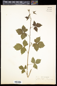 Rubus enslenii image