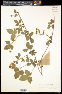 Rubus enslenii image