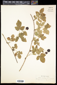 Rubus enslenii image