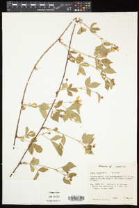 Rubus flagellaris image