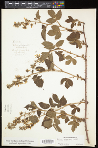 Rubus flagellaris image