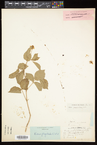 Rubus flagellaris image