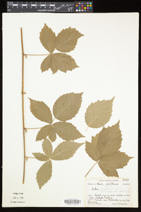 Rubus flagellaris image