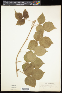 Rubus flagellaris image