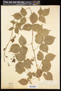 Rubus flagellaris image