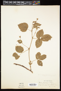 Rubus flagellaris image