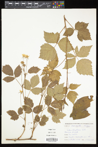 Rubus flagellaris image