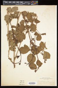 Rubus flagellaris image