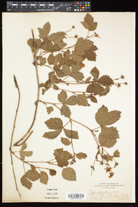 Rubus flagellaris image