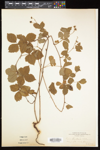 Rubus flagellaris image