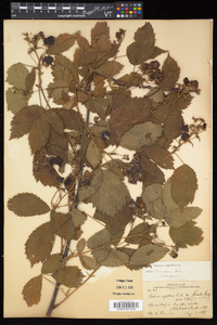 Rubus frondosus image