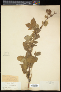 Rubus frondosus image