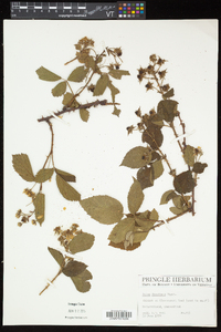 Rubus frondosus image