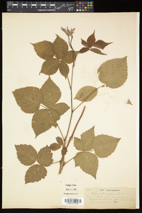 Rubus frondosus image