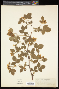 Rubus frondosus image