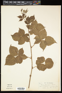 Rubus frondosus image