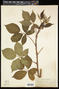 Rubus frondosus image