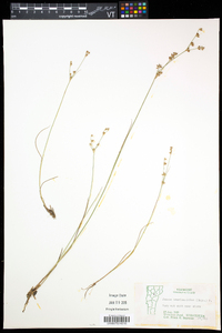 Juncus brevicaudatus image