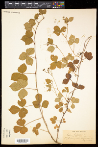 Rubus hispidus image