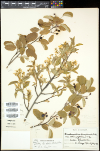 Amelanchier laevis image