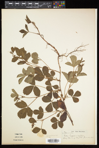 Rubus hispidus image