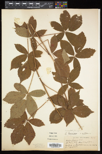 Rubus hispidus image