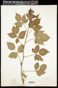 Rubus argutus image