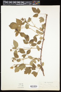 Rubus argutus image