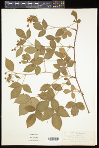 Rubus argutus image