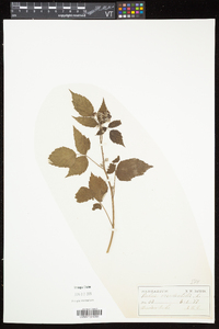 Rubus occidentalis image