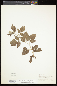 Rubus occidentalis image