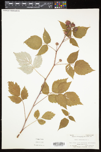 Rubus occidentalis image