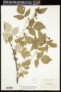 Rubus occidentalis image