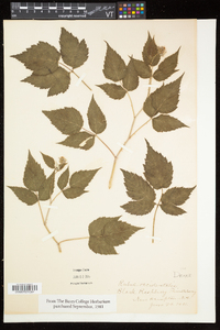 Rubus occidentalis image