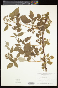 Rubus occidentalis image