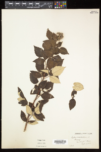 Rubus occidentalis image