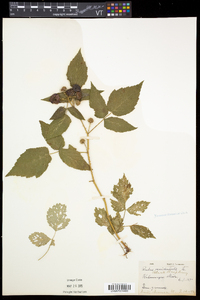 Rubus occidentalis image