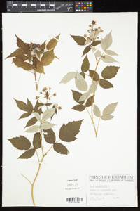 Rubus occidentalis image