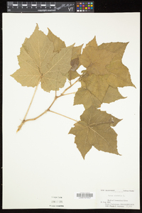 Rubus odoratus image