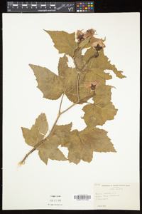 Rubus odoratus image