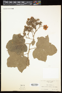 Rubus odoratus image