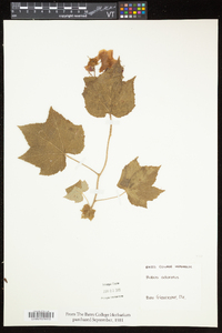 Rubus odoratus image