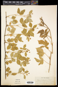 Rubus flagellaris image