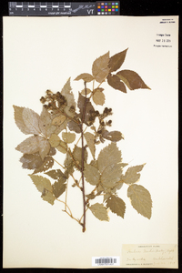 Rubus canadensis image