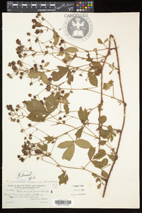 Rubus recurvicaulis image