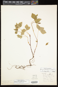 Rubus pubescens image