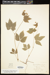 Rubus pubescens image