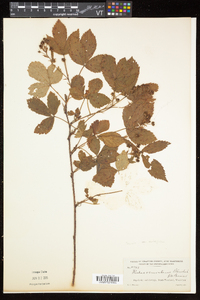 Rubus vermontanus image