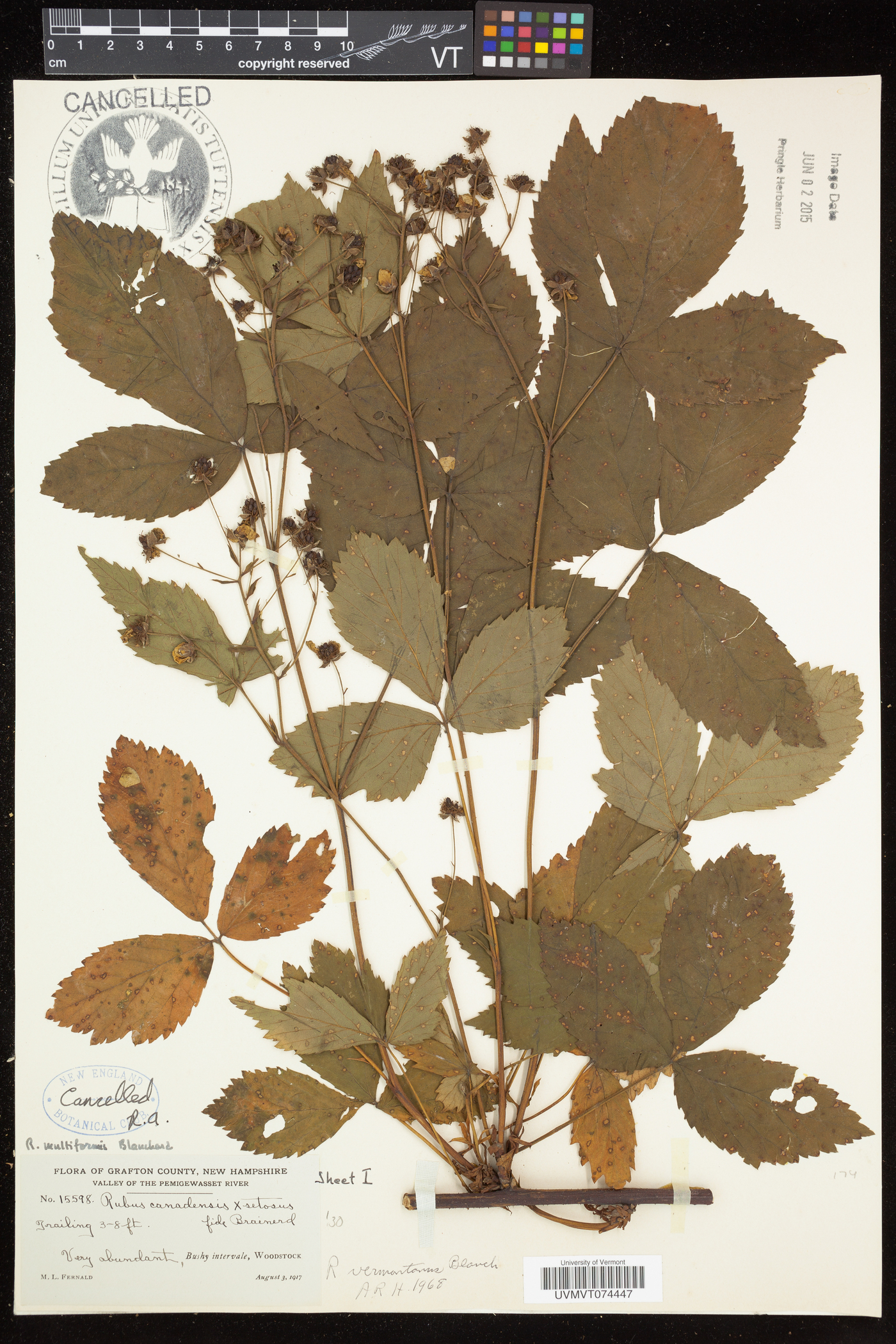 Rubus vermontanus image