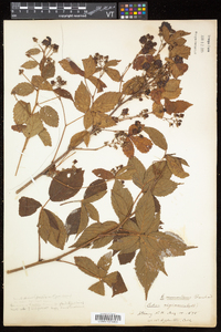 Rubus vermontanus image